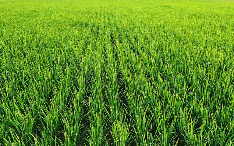 Rice Farm